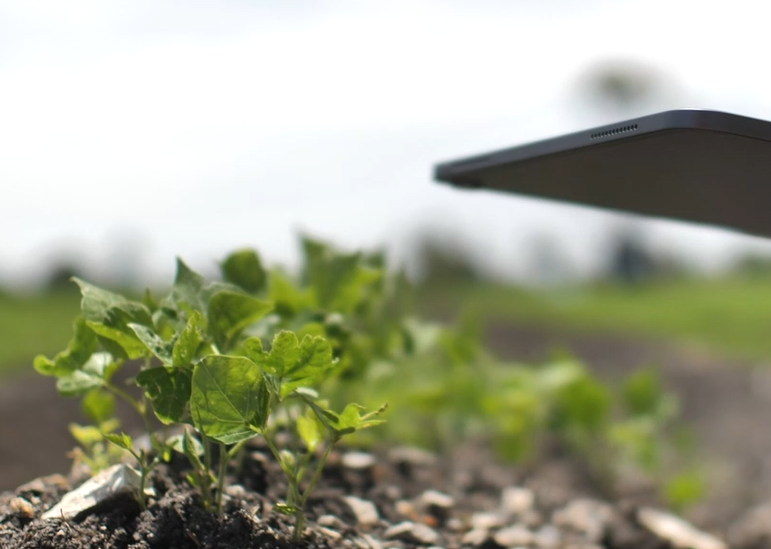 sector agricultura