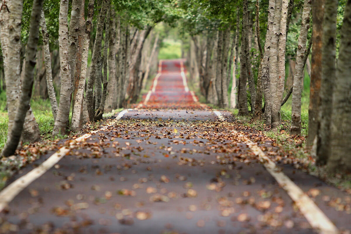 Camino de árboles 