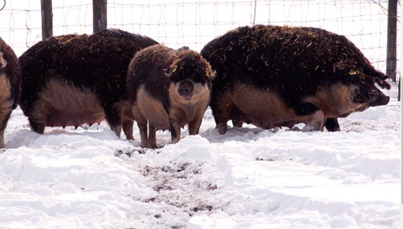 Cerdos mangalica en Hungria